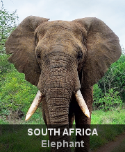 Highlights - South Africa - Elephant