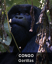 Highlights - Congo - Virungas