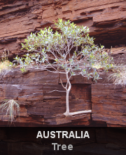 Highlights - Australia - Road Tree
