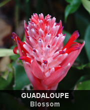 Highlights - Guadeloupe - Blossom