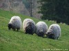 Germany Black Forest (Spring) Picture