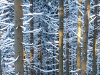 Germany Black Forest (Winter) Picture