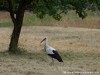 Germany Karlsruhe Rheinauen Animals Stork Picture