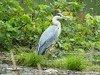 Germany Karlsruhe Rheinauen Animals Grey Heron Picture