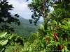 Guadeloupe Rainforest Picture