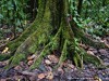 Guadeloupe Rainforest Picture