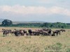 Kenya Mara Picture