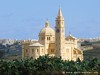 Malta Pinu Picture