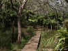 La Réunion Forêt de Bébour Picture