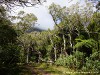 La Réunion Forêt de Bébour Picture