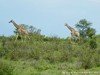 South Africa - Kruger NP - Picture