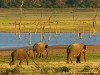 Sri Lanka Kaudulla National Park Picture