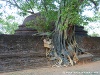 Sri Lanka Polonnaruwa Picture