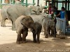 Sri Lanka Elephant Transit Home Picture