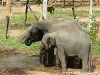 Sri Lanka Elephant Transit Home Picture