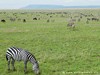 Tanzania Serengeti Picture