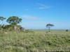 Tanzania Serengeti Picture