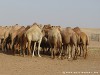 United Arab Emirates Desert Picture
