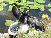 USA Everglades Picture