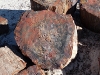 USA Petrified Forest Picture