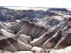 USA Petrified Forest Picture