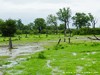 Zambia Luangwa Picture