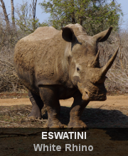 Highlights - Eswatini - White Rhino