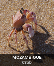 Highlights - Mozambique - Crab