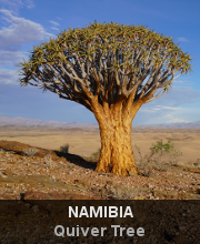 Highlights - Namibia - Quiver Tree