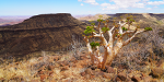 Namibia - Canyon - Bottle Tree