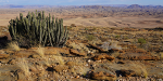 Namibia - Hills - Cactus