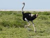 Namibia Etosha Picture