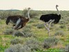 Namibia Etosha Picture