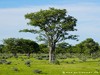 Namibia Etosha Picture