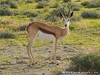 Namibia Etosha Picture