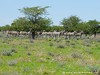 Namibia Etosha Picture