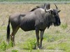 Namibia Etosha Picture