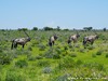Namibia Etosha Picture