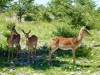 Namibia Etosha Picture