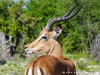Namibia Etosha Picture