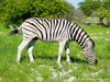 Namibia Etosha Picture