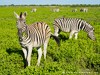 Namibia Etosha Picture