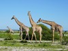 Namibia Etosha Picture
