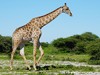 Namibia Etosha Picture