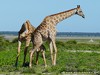 Namibia Etosha Picture