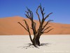 Namibia Namib Picture