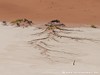 Namibia Namib Picture