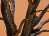 Namibia - Dead Vlei - ghost Tree
