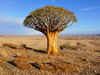 Namibia - Quiver Tree - Giant