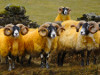Schottland - Sheeps - Long Horns